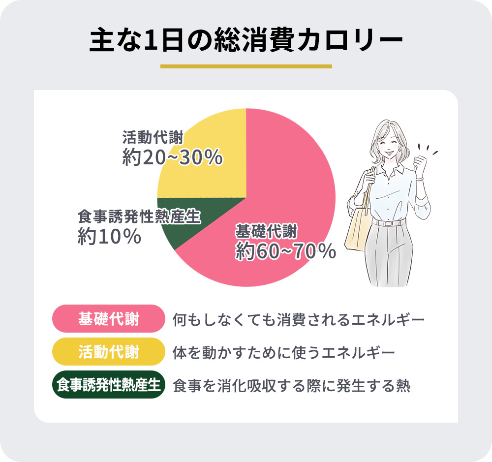 基礎代謝と活動代謝と食事誘発性熱産生の比較表