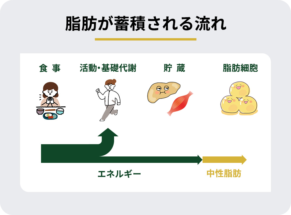 脂肪が蓄積される流れの図説