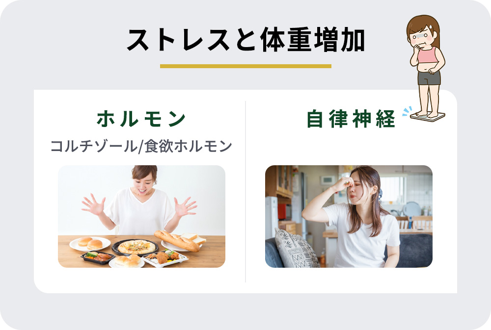 ストレスと体重増加「ホルモン」「自律神経」のイメージ画像