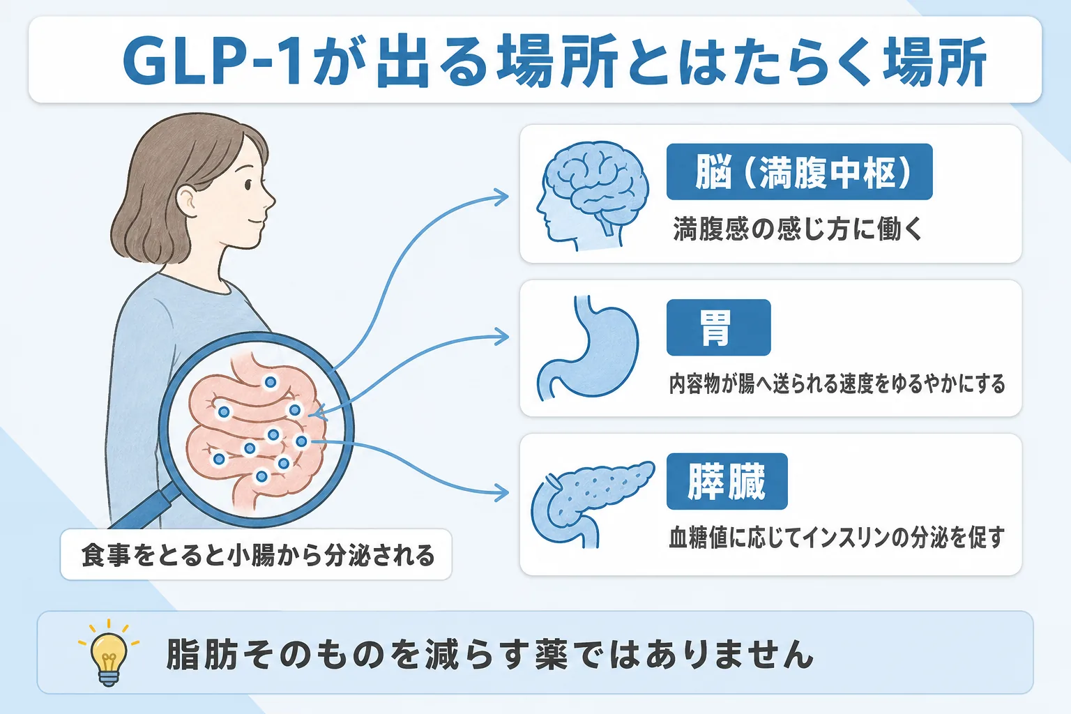 GLP-1が小腸から分泌され、脳の満腹中枢・胃・膵臓のそれぞれに働くことを説明