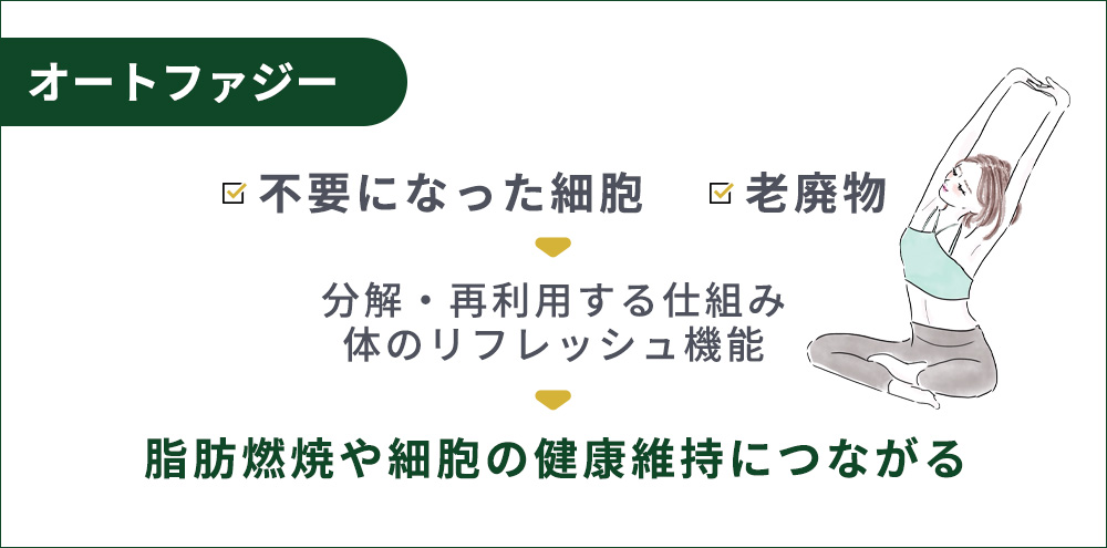 オートファジーの特徴まとめ