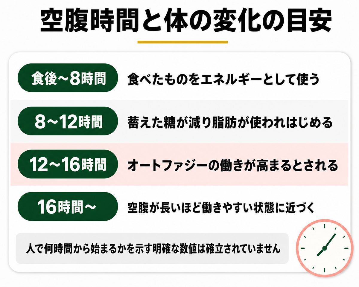 空腹時間ごとの体の変化とオートファジーの目安まとめ