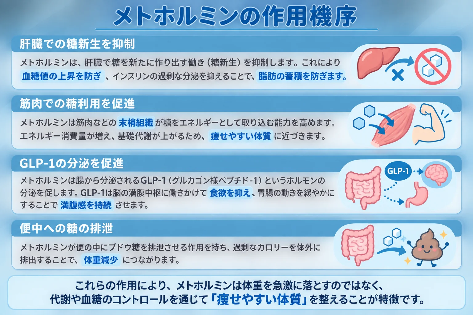 メトホルミンの作用機序まとめ