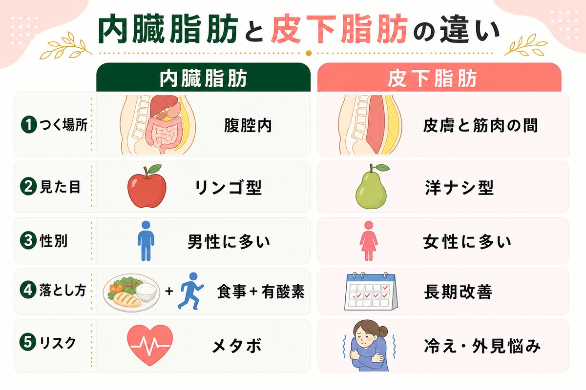 内臓脂肪とは？皮下脂肪との違いや増える原因を解説