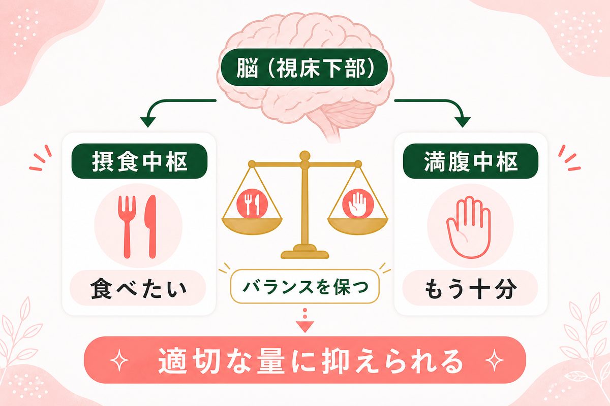 食欲が止まらないのはなぜ？男女共通の食欲のメカニズムを解説