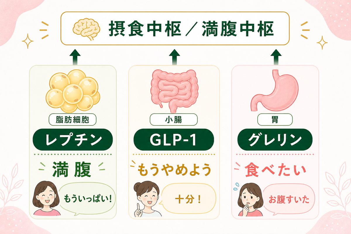 食欲が止まらないのはなぜ？男女共通の食欲のメカニズムを解説