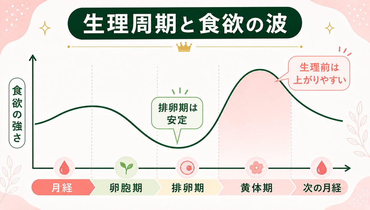 女性の食欲が止まらない原因と女性ホルモンや生理周期との関係