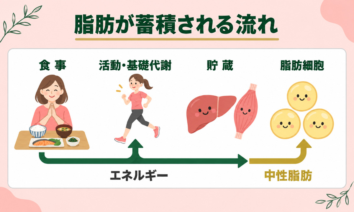 脂肪が蓄積される流れの図説