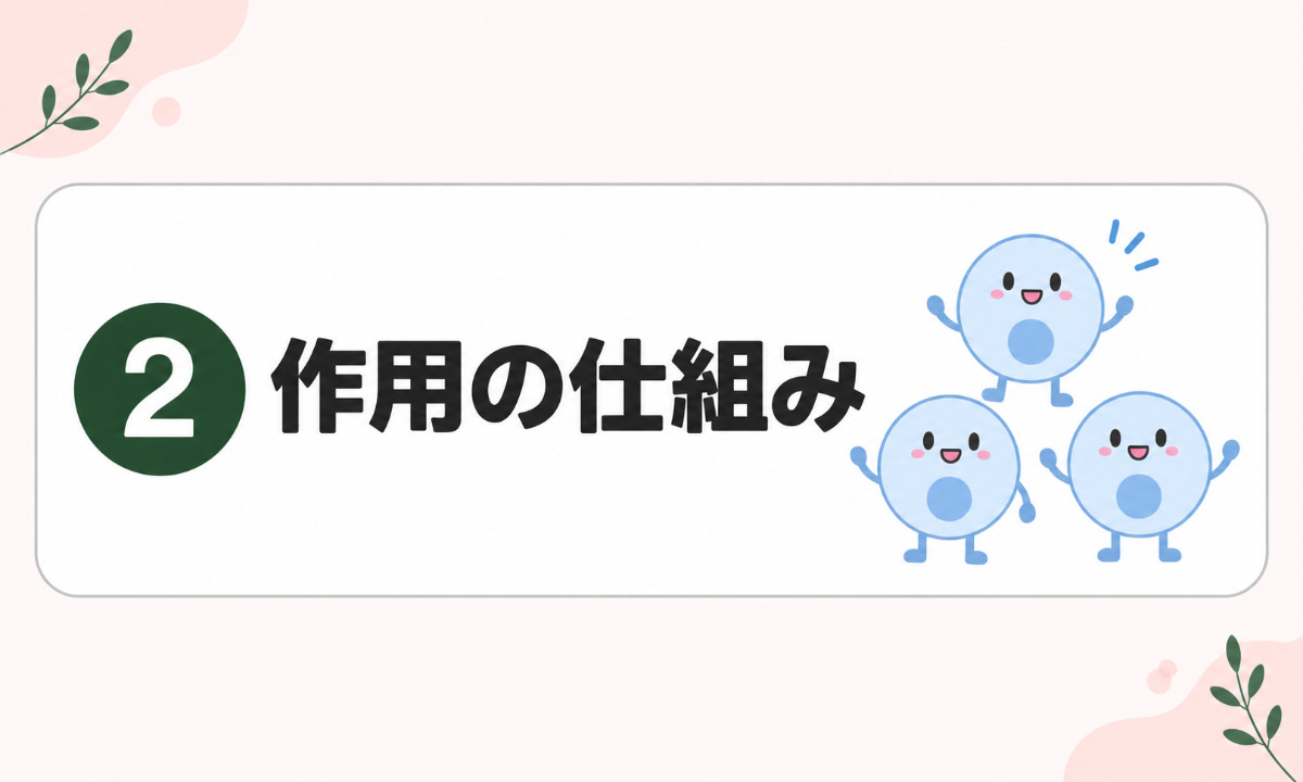 ②作用の仕組み